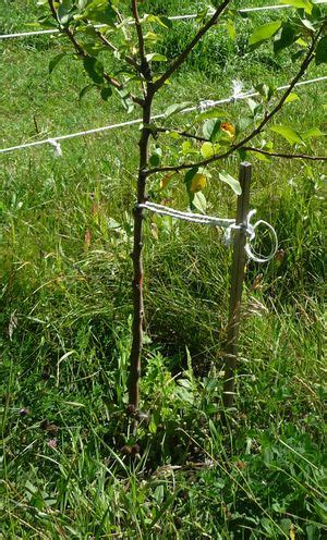 staking apple trees